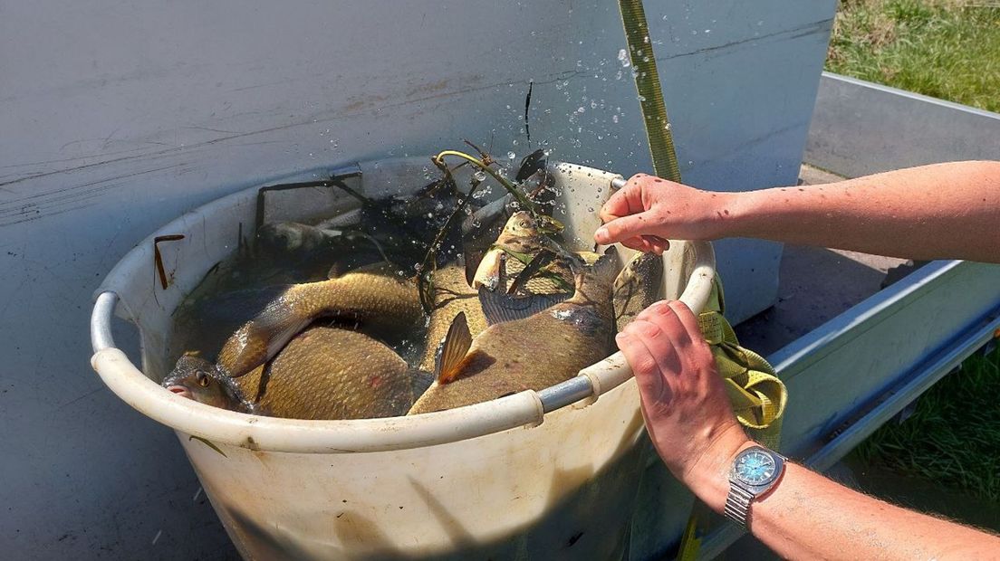 In totaal werd er zo'n 550 kilo vis verplaatst