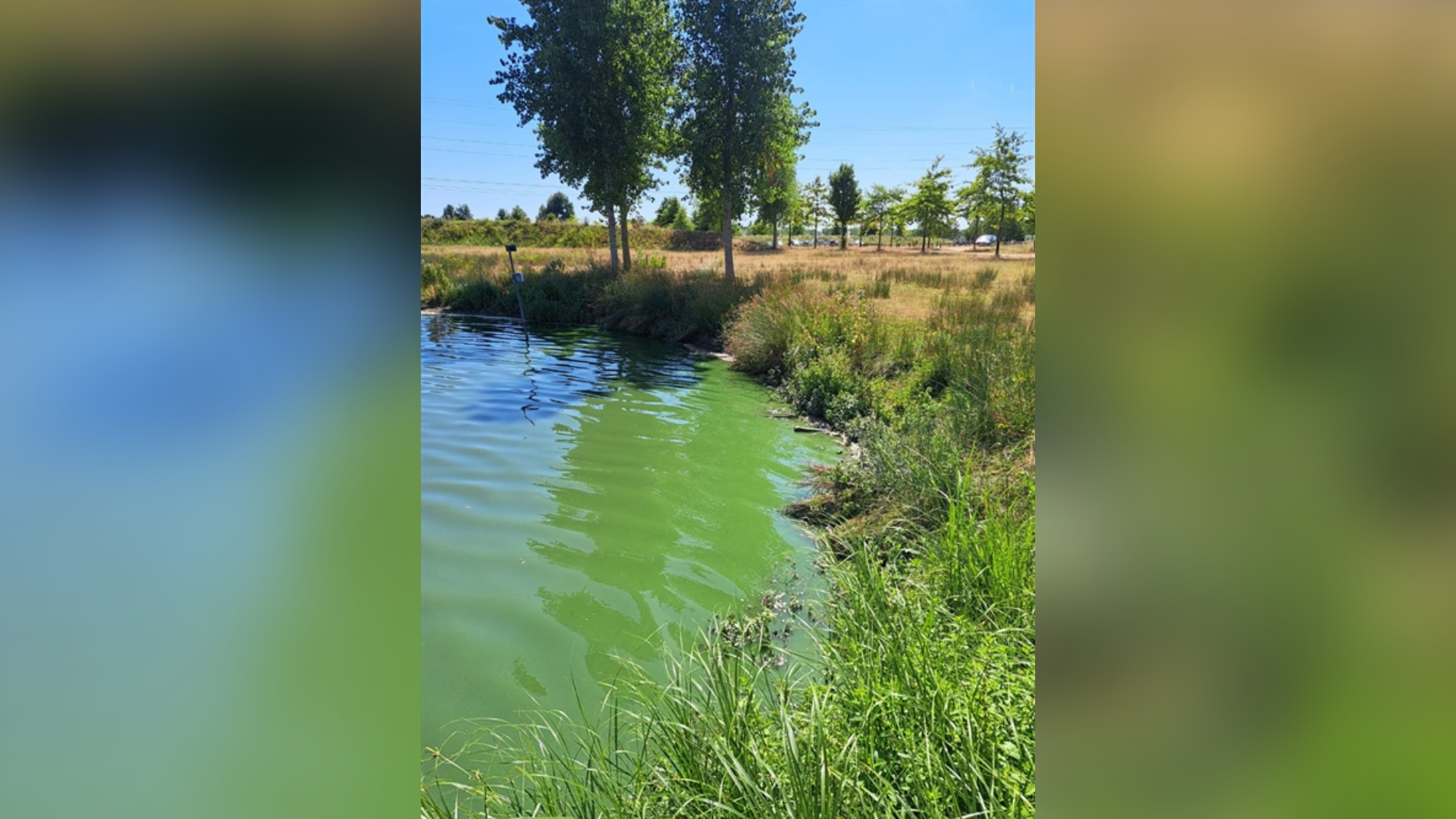 Kunnen de vissen in plas recreatiegebied Laagraven gered worden?