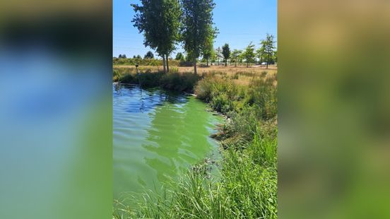 Kunnen de vissen in plas recreatiegebied Laagraven gered worden? Home
