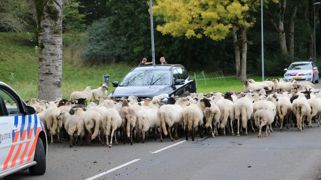 De schapen zorgen voor chaos (Rechten: Persbureau Meter)