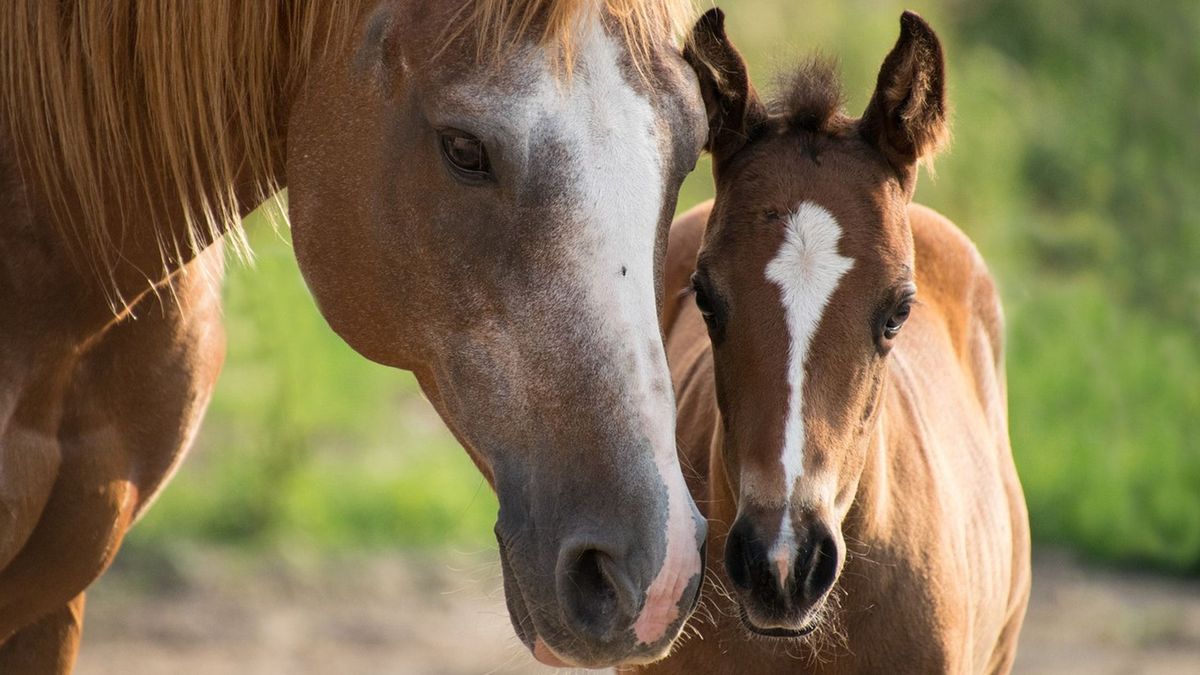 Boete voor onvoldoende zorg aan paarden op paardenfokkerij in Grolloo
