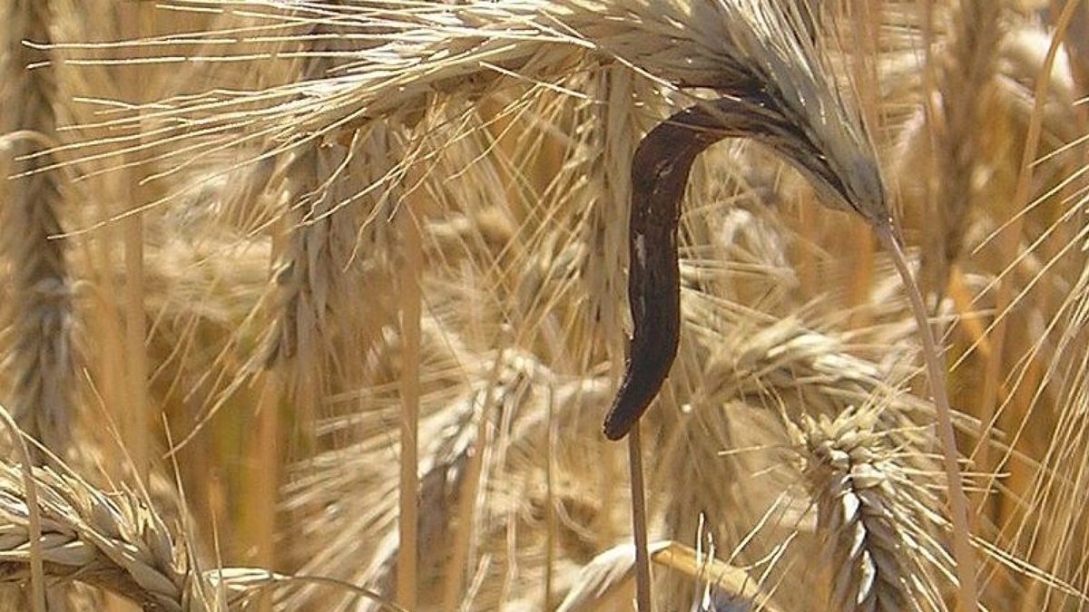 Moederkoorn in het graan, dat is dodelijk nieuws - Omroep Gelderland