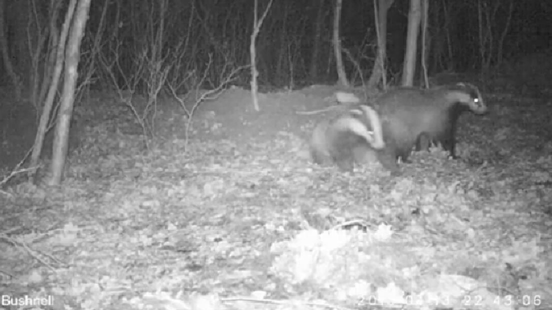 Er zijn te veel dassen en die veroorzaken overlast, vinden boeren in Zuidwest-Drenthe. (Rechten: archief RTV Drenthe)