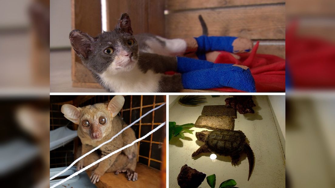 Dieren in het nieuws, hoe gaat het nu met Edwin, Henk en Phoenix?
