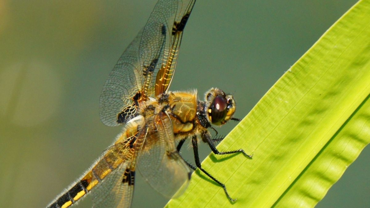 Veel libelle-soorten in beekdal Oostervoortse diep