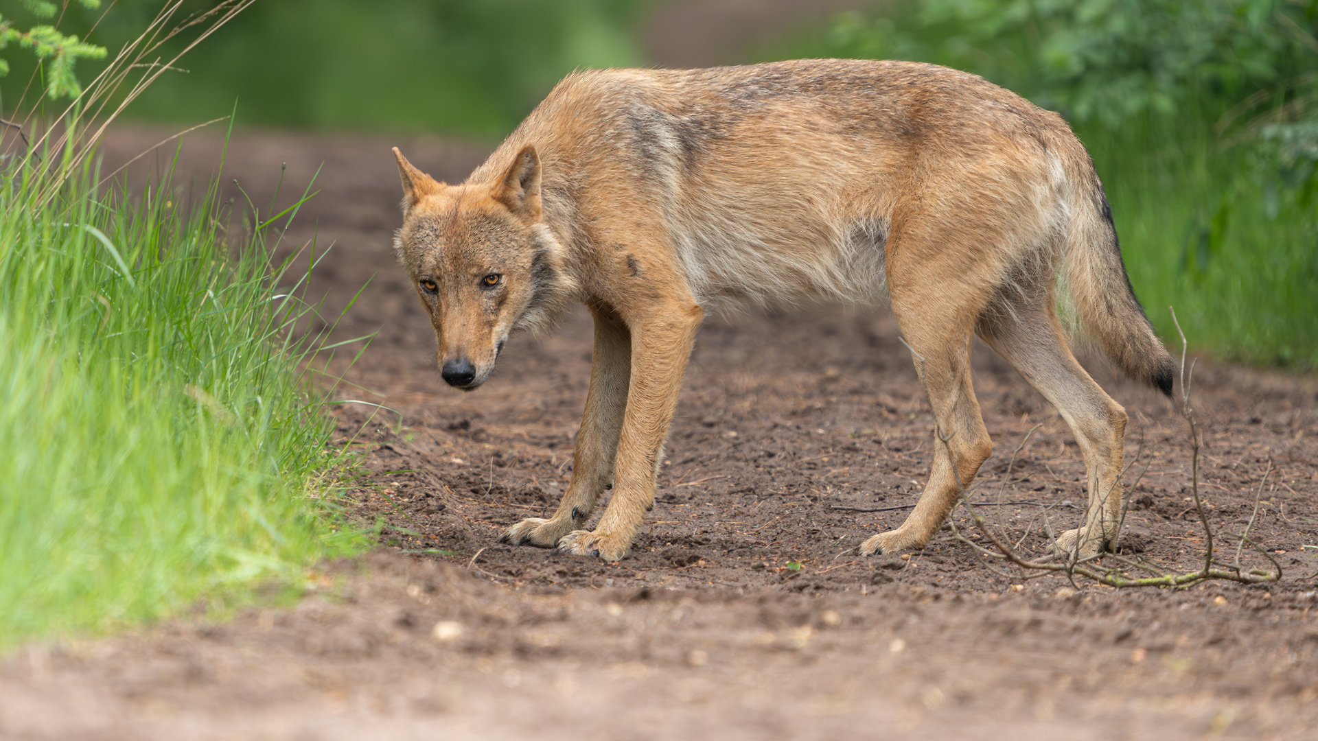 Aangifte tegen 'illegaal' afschieten probleemwolf