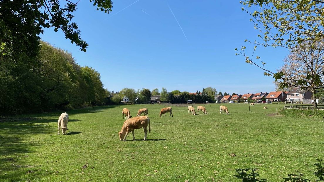 Het weiland in Soest waar mogelijk een langetermijnopvang voor Oekraïners komt