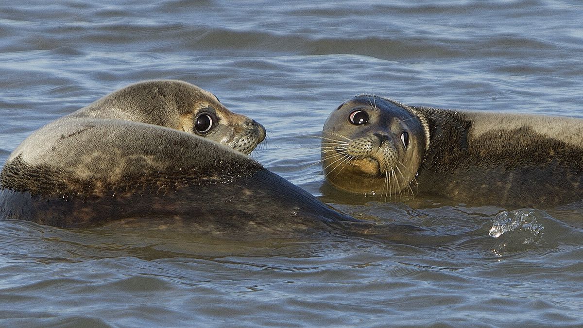 Aantal zeehonden Westerschelde blijft maar toenemen