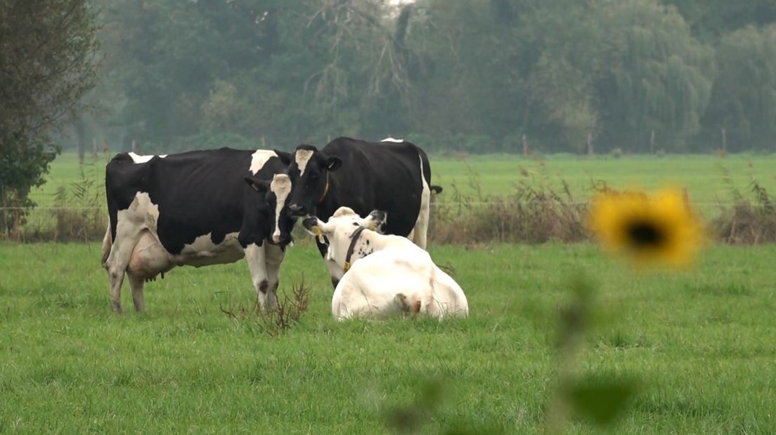 Koeien in een wei bij Barneveld.