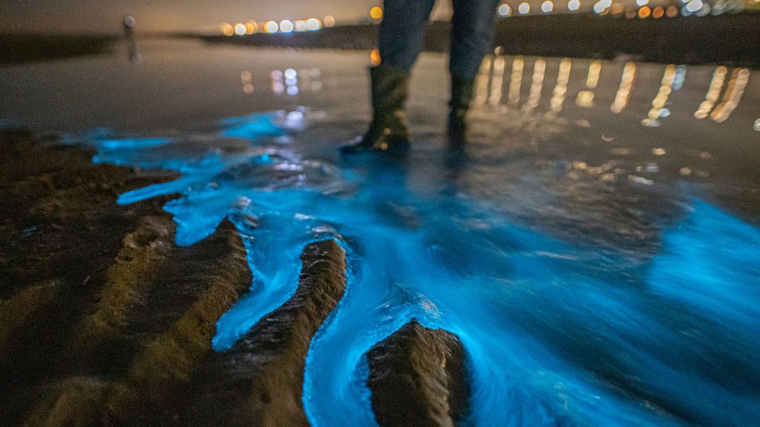 Zeevonk op het strand van Katwijk