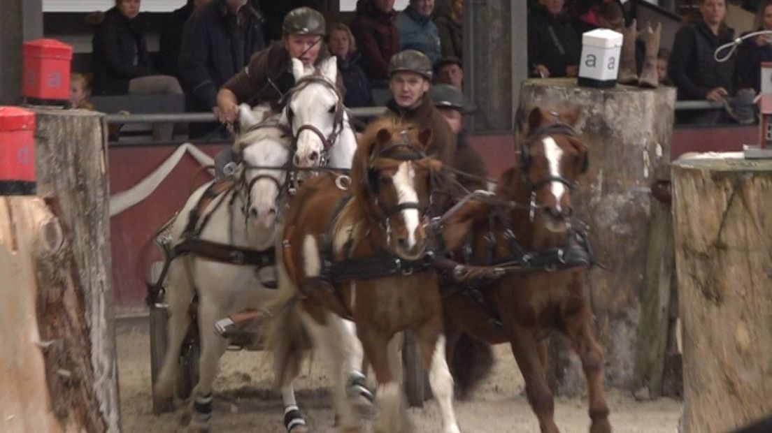 Ian van Dasselaar in actie met zijn pony's.