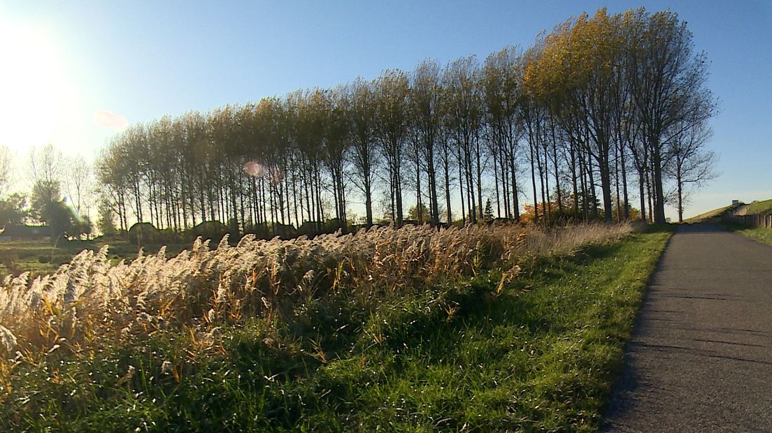 Zeeland moet het definitief met minder bomen doen