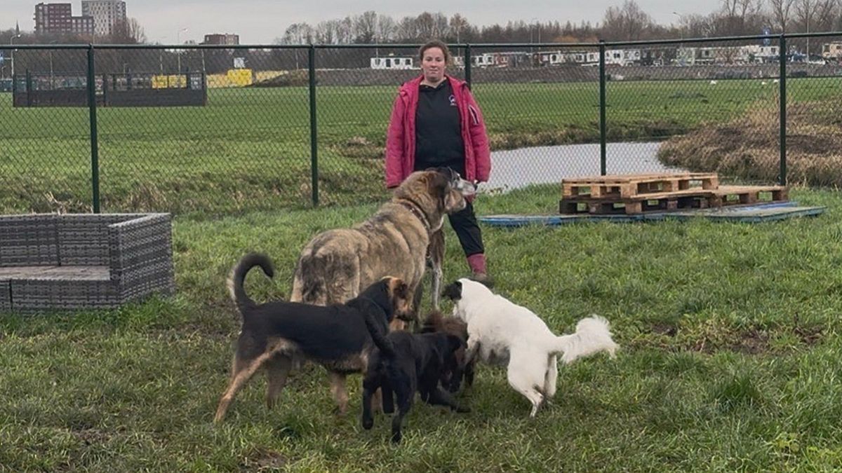 Nieuwe opvang voor probleemhonden: van getraumatiseerde dieren tot weglopers
