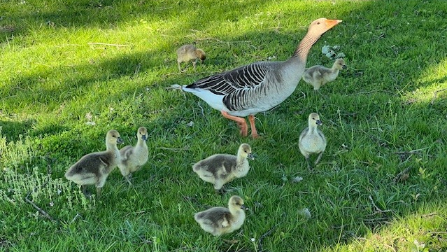 Een grauwe gans met ganzenkuikens