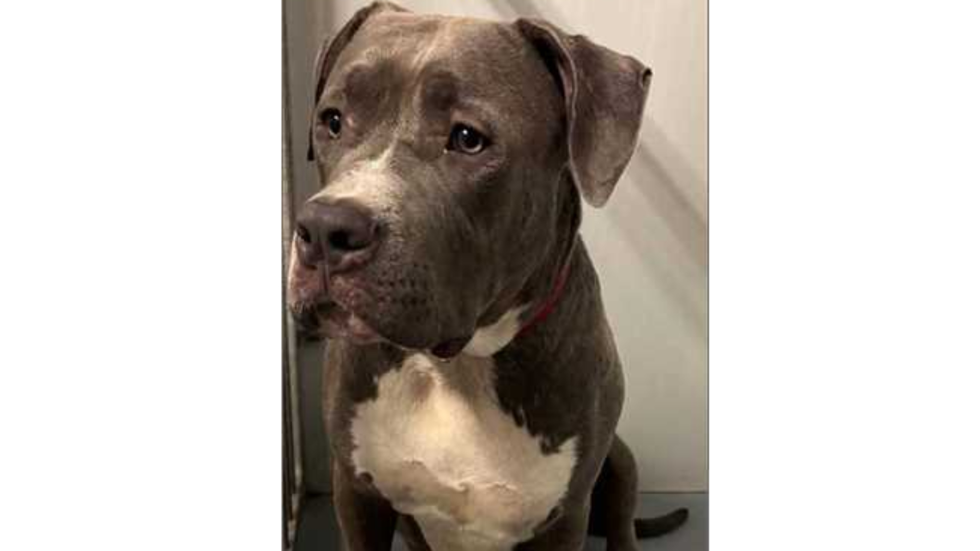 Eigenaar hond Betty meldde zich niet, dier brengt Kerst bij stichting door