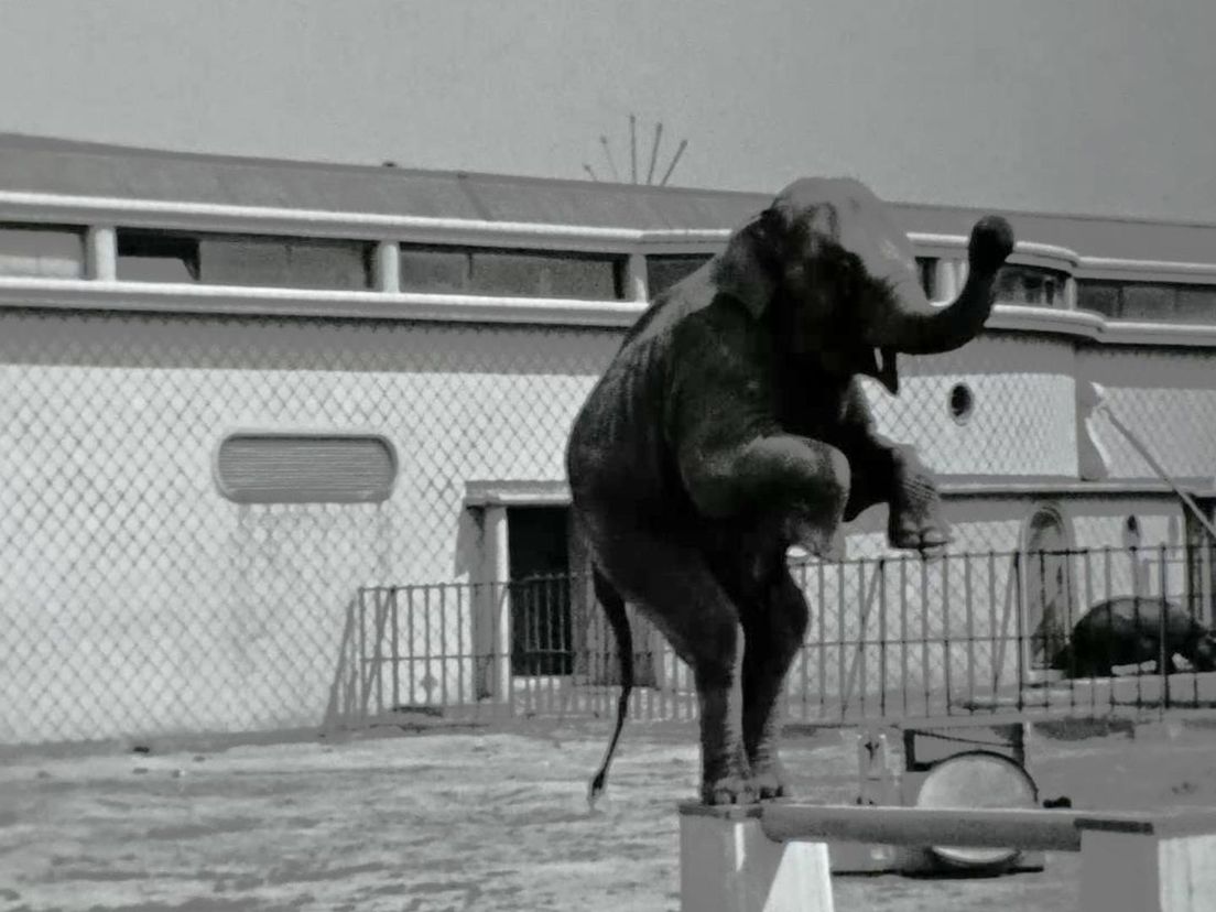 Een olifant in diergaarde Blijdorp in 1941