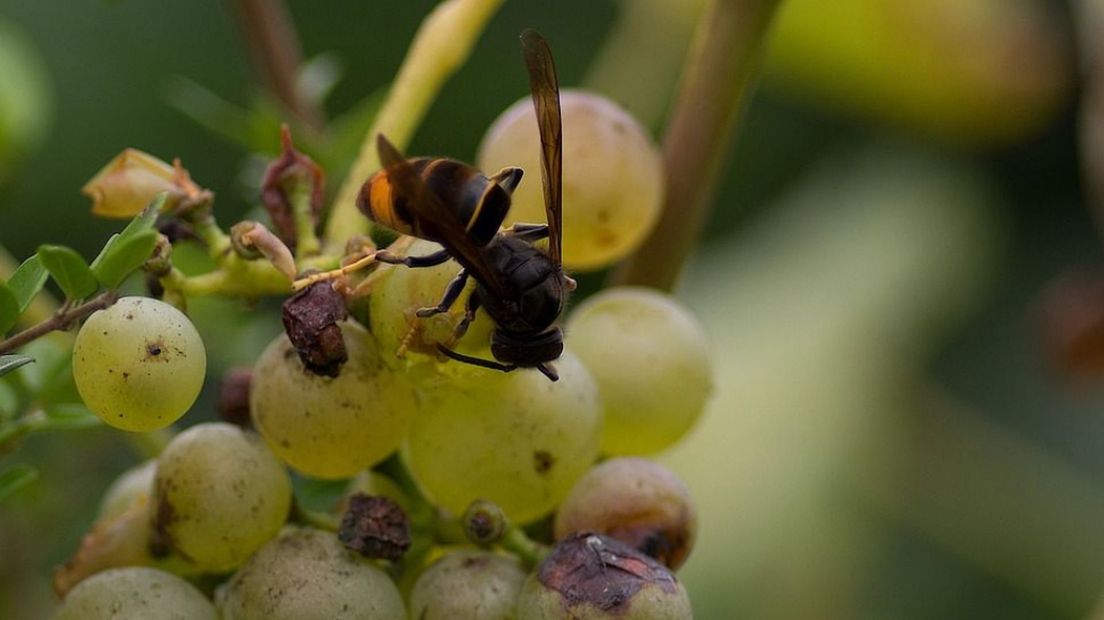 Een Aziatische hoornaar op een druif.