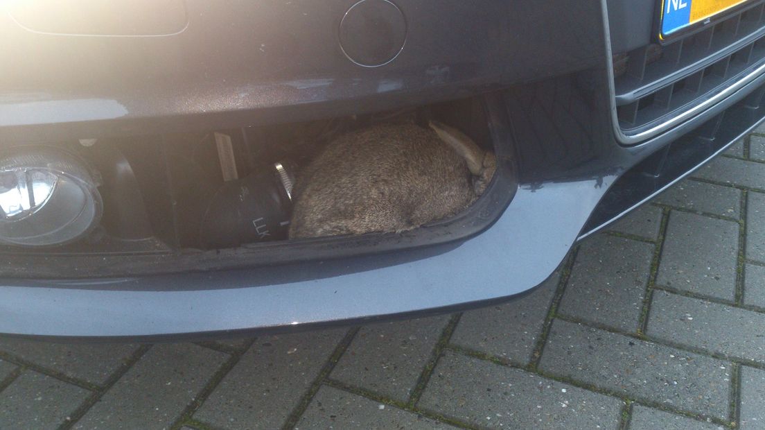 Ook een konijn kan zich verstoppen onder de motorkap (Rechten: autobedrijf Otten)
