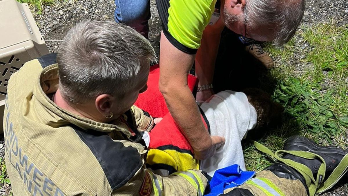 Vermiste hond Manni gered uit diepe sloot bij Retranchement