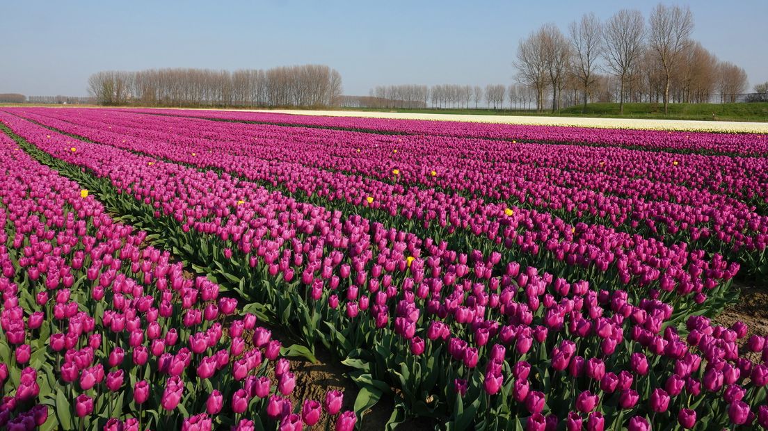 Tulpenveld in Graauw