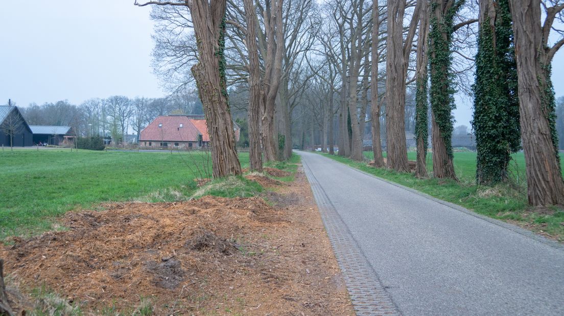 De acaciabomen in een fotogeniek laantje in het Achterhoekse Laren zijn drastisch gesnoeid. Ook zijn er 20 bomen gekapt. Fotografen en bomenliefhebbers reageren woedend en onthutst.