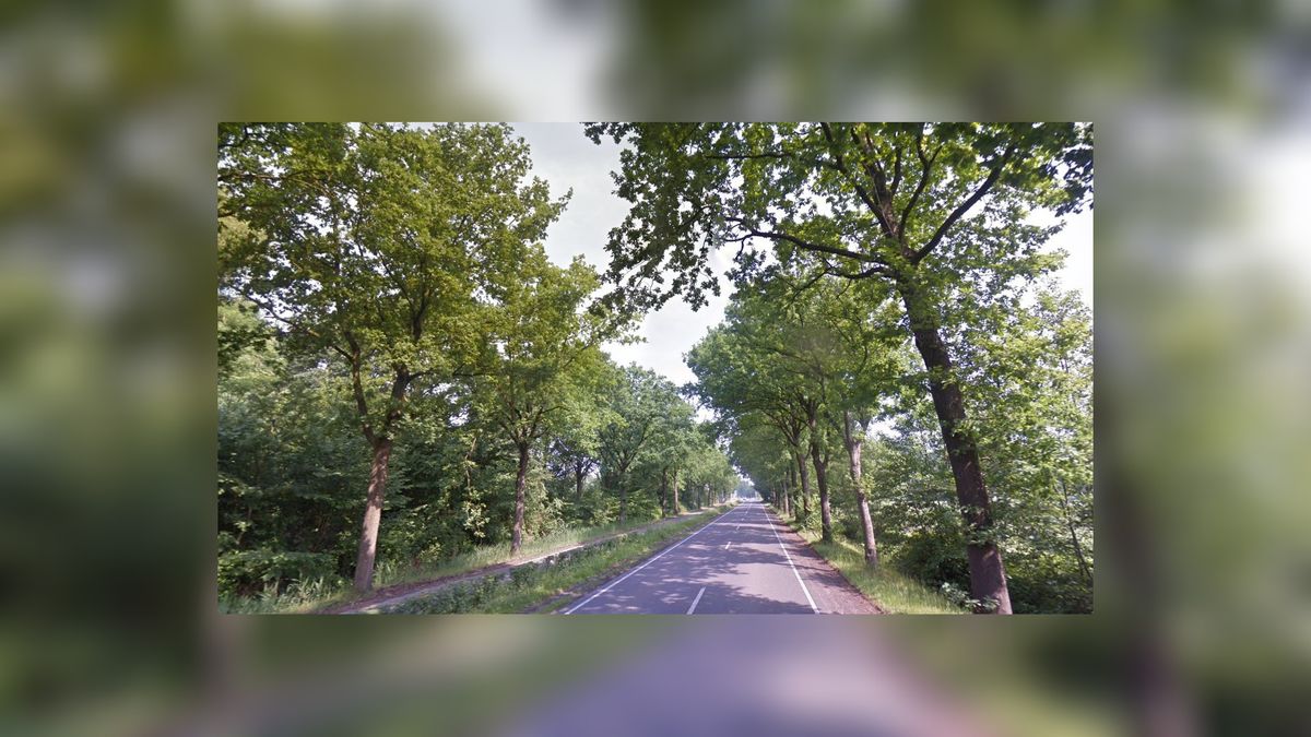 Provincie haalt bomen weg om weg Augustinusga-Koartwâld veiliger te maken