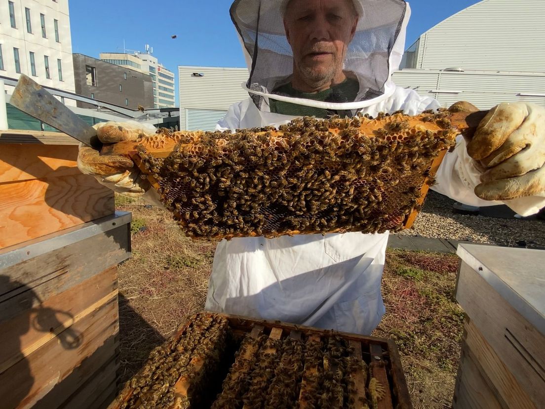 Imker Pieter Jeucken onderzoekt de honingvoorraad van zijn bijen.