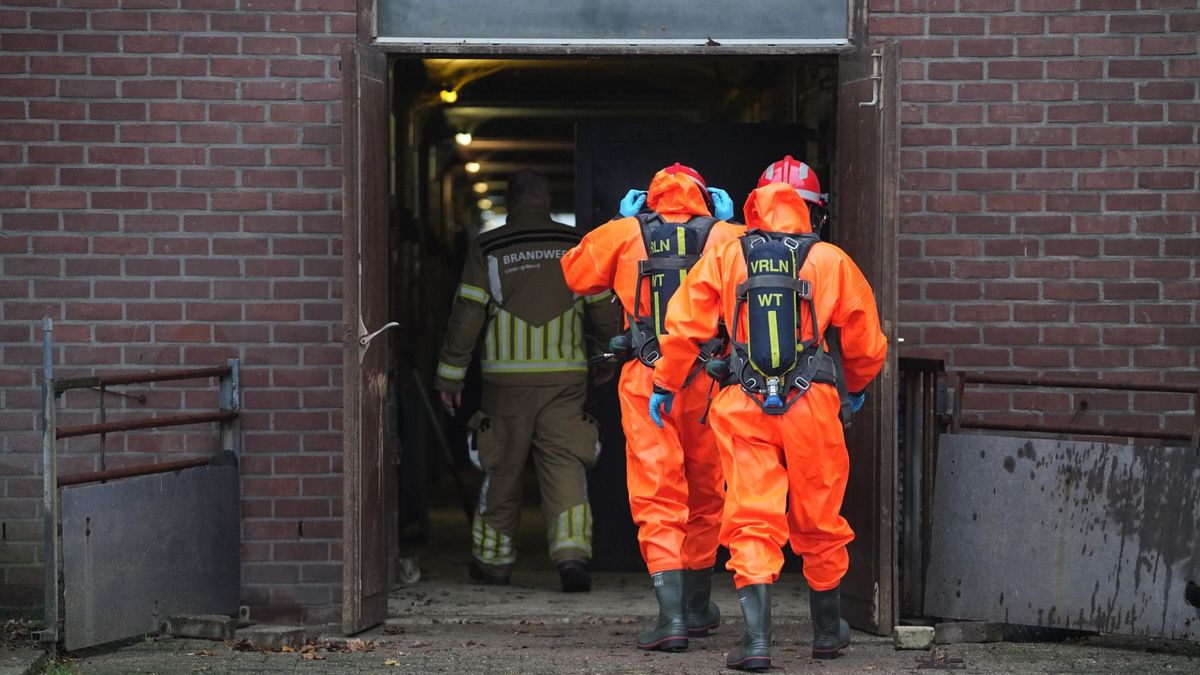 'Landelijk vier keer per week vee in mestputten': 6 Limburgse meldingen