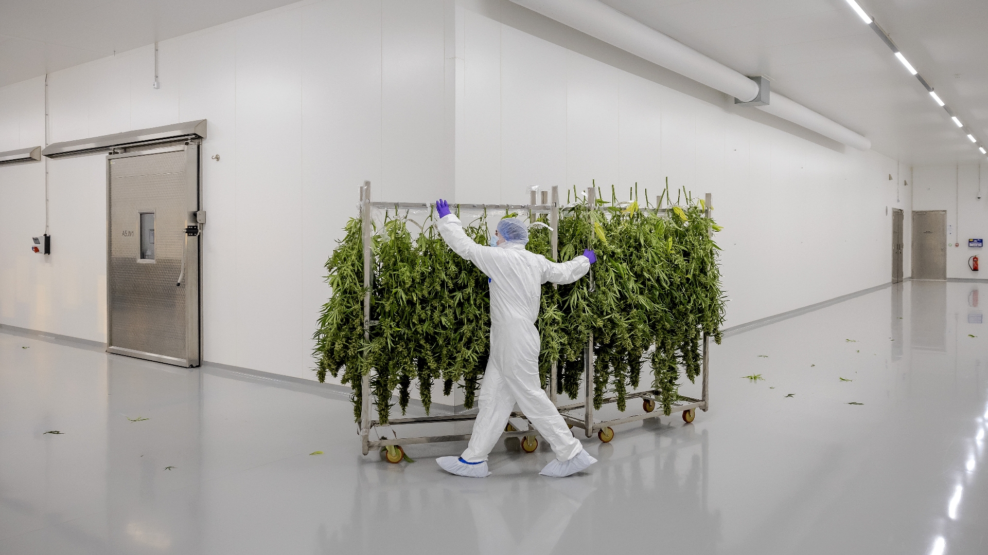 Afbeelding bij Bankroet Bedrocan is zware klap voor Groningse cannabis-pioniers