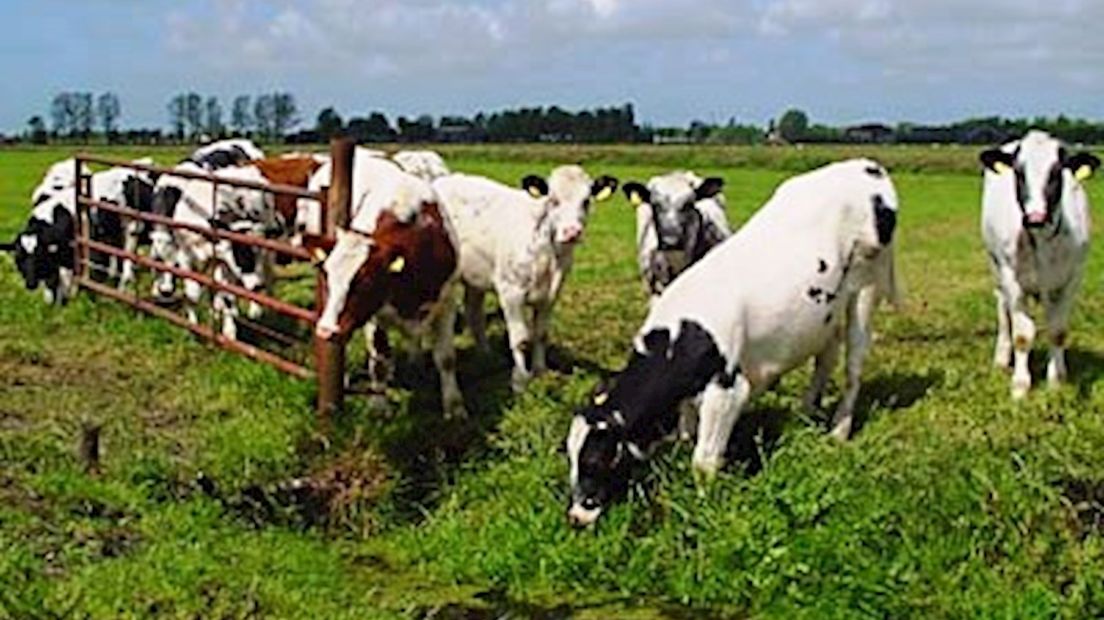 Koeien in de wei