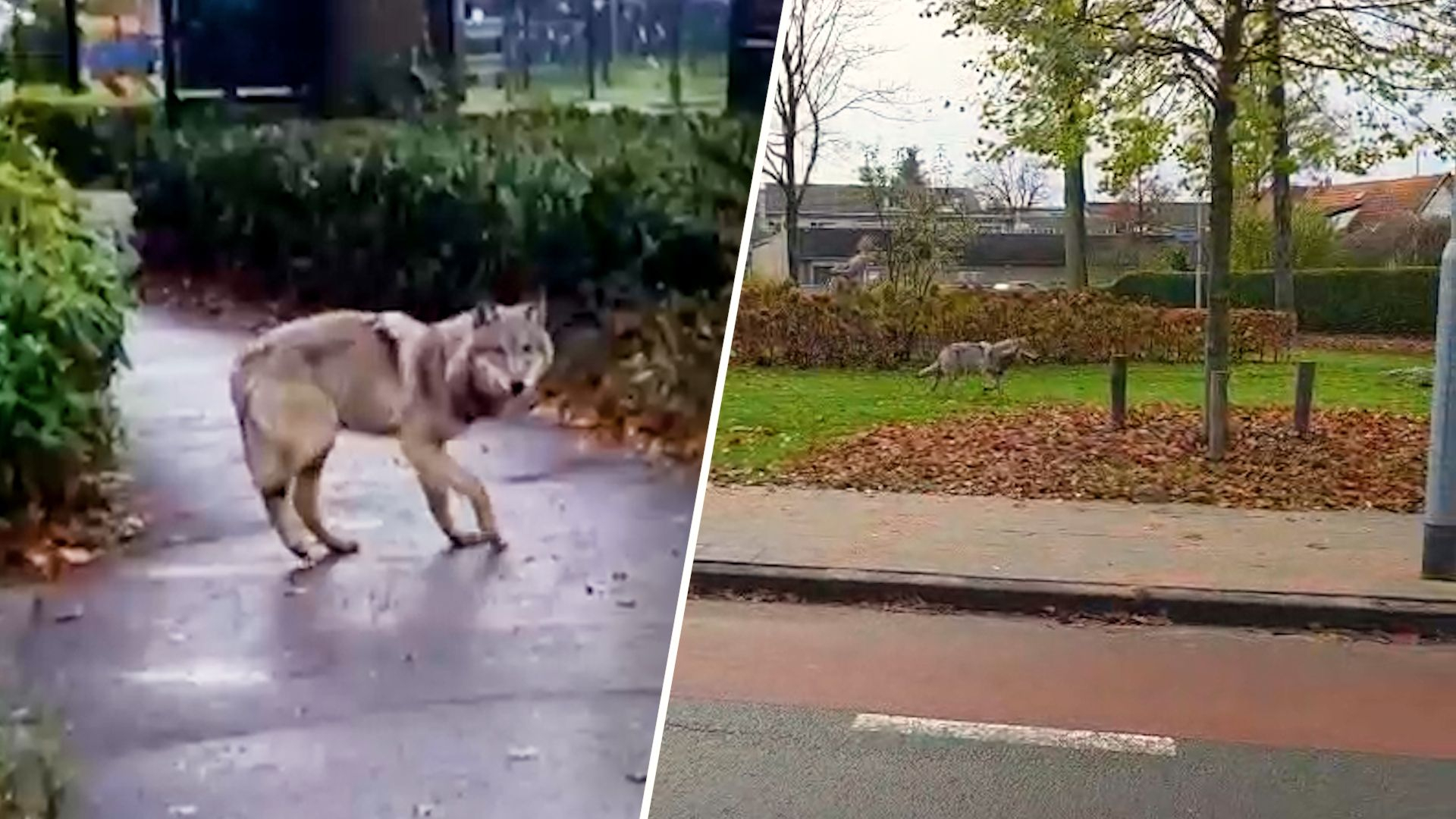 Wolf duikt op in dorp: 'Hij is gestrest'