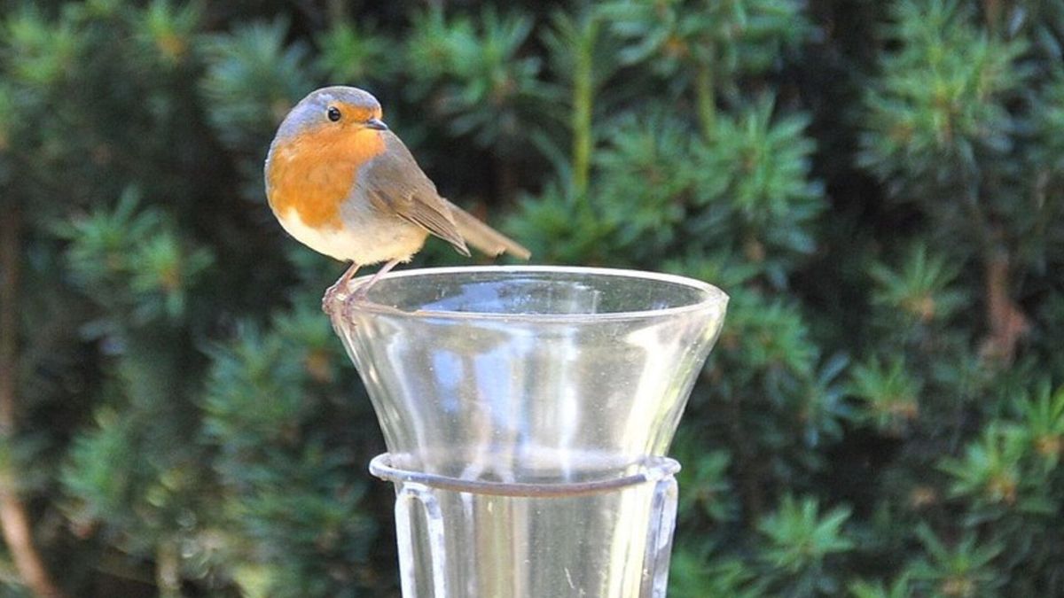 Zoveel regen viel er in 2022 in jouw achtertuin, volgens onze luisteraars