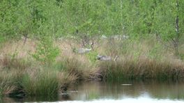 Marks Minuutje op het Dwingelderveld