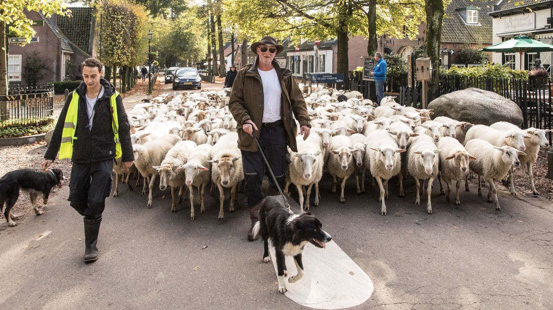 De schaapskudde was vandaag weer op pad.