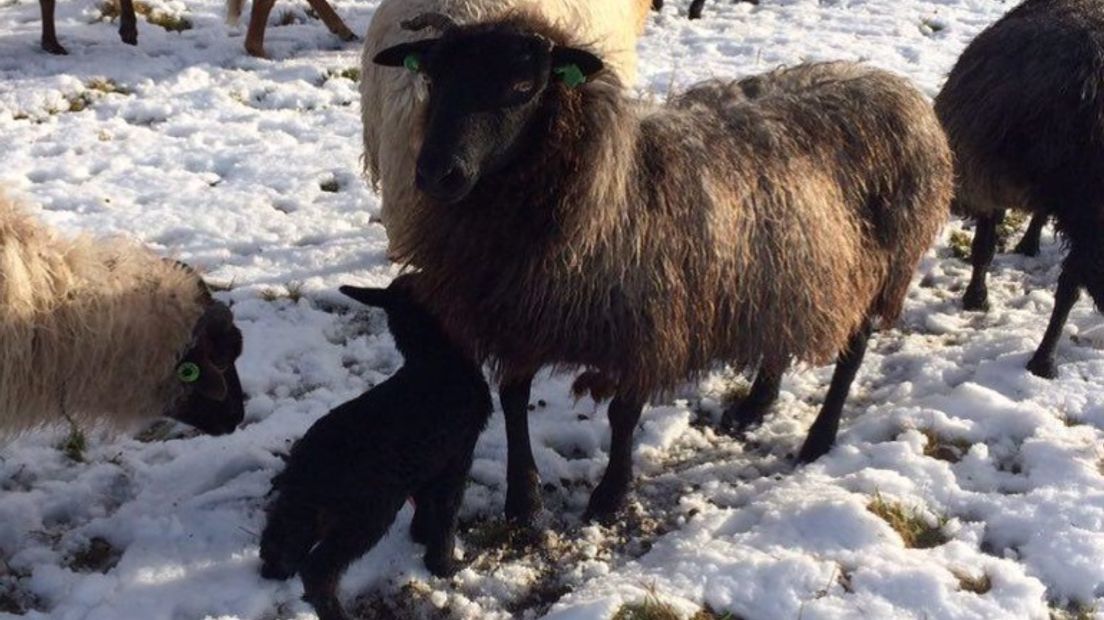 Onder toeziend oog van mama schaap ontdekt dit lammetje de winterse wereld (Rechten: Marianne Duinkerken)