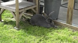 Zorgen over gedumpte dieren, en dan moet het hoogtepunt nog komen