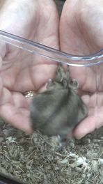 Rechtszaak om hamsterverbod