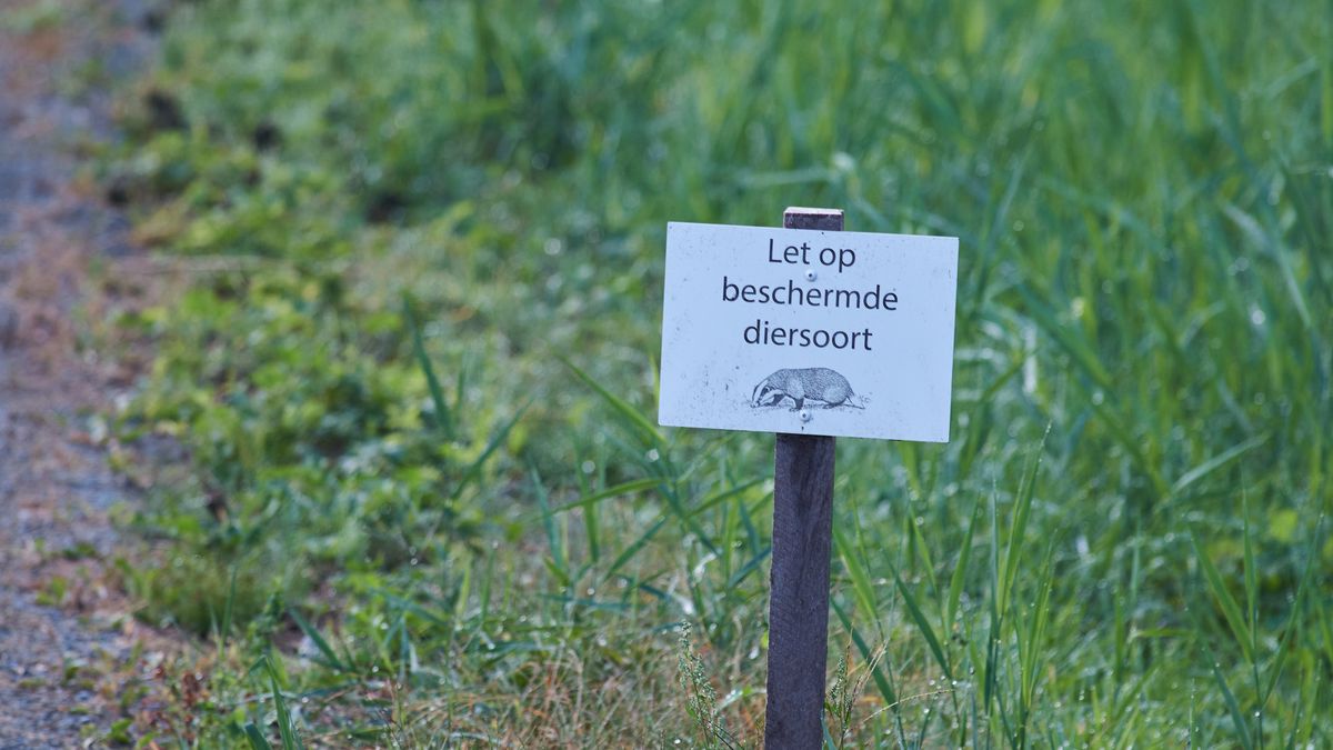 Voorlopig geen treinen tussen Workum en Stavoren door dassen onder het spoor