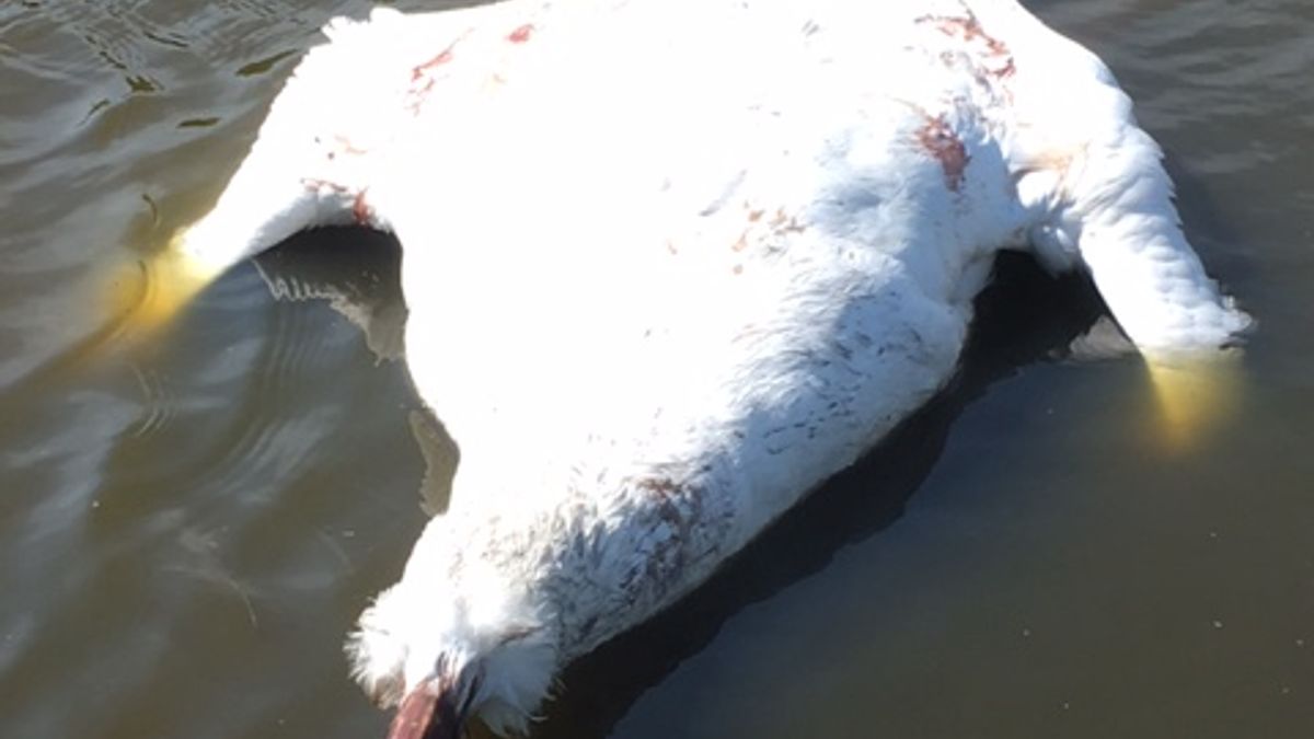 Onthoofde zwaan gevonden bij Brandwijk