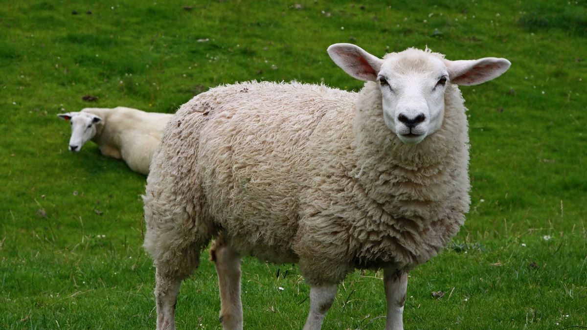 Doodgebeten schapen bij Westergeest en Driezum waren werk van wolf