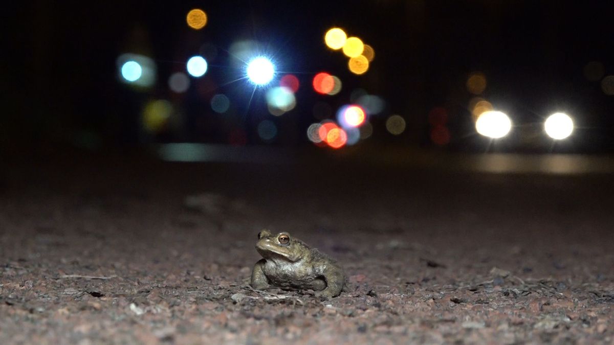 Deze oplossing voorkomt massasterfte onder padden