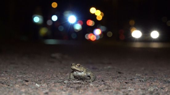 Deze oplossing voorkomt massasterfte onder padden