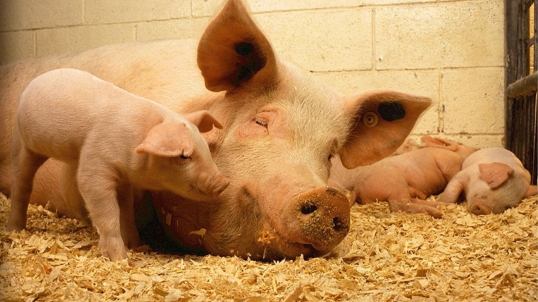 Varkenhoedsters uit Drenthe willen dat Kamerlid Sjoera Dikkers haar woorden terug neemt en excuses maakt (Rechten: pixabay.com)