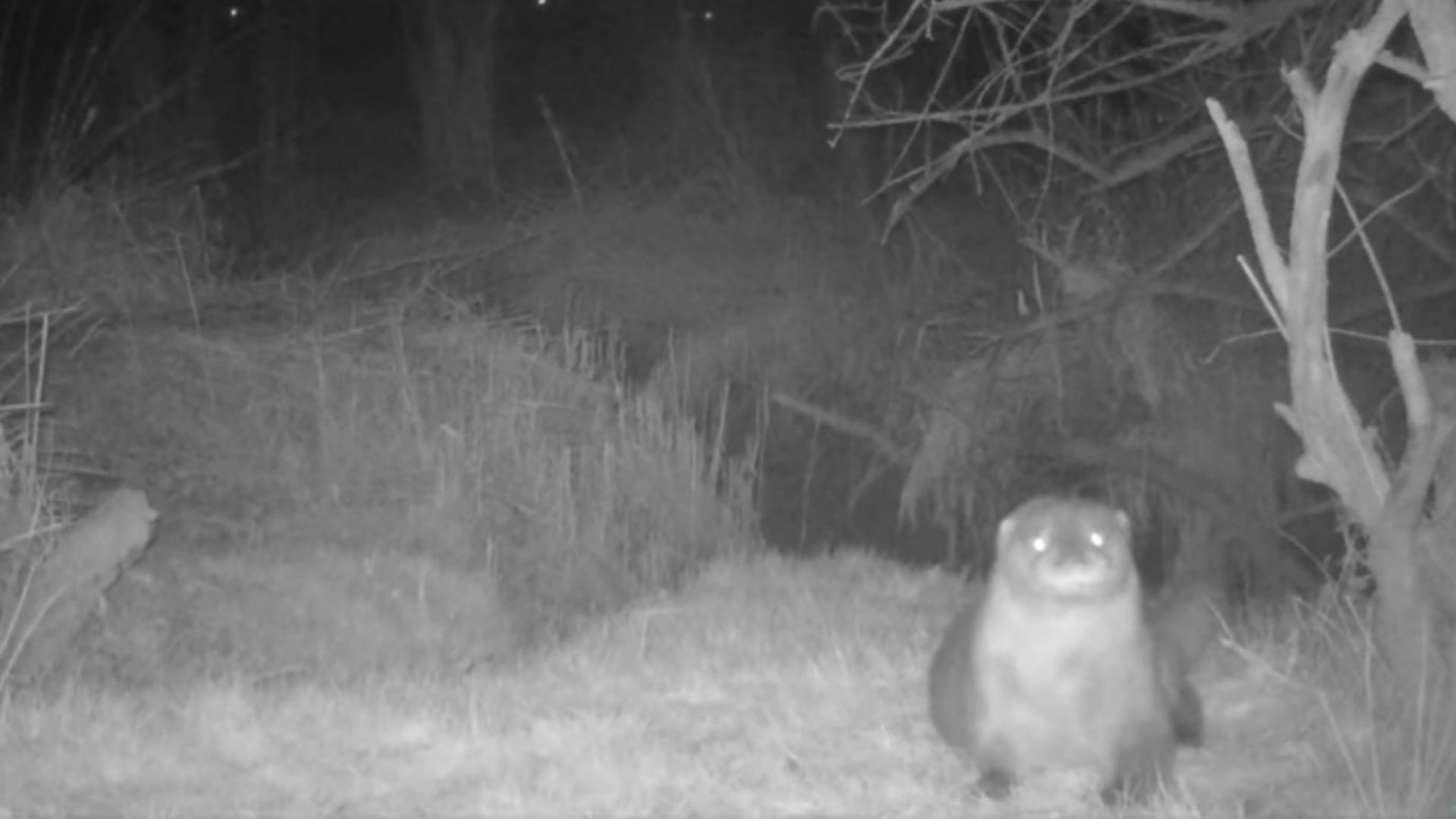 De otter is terug in de Dordtse Biesbosch