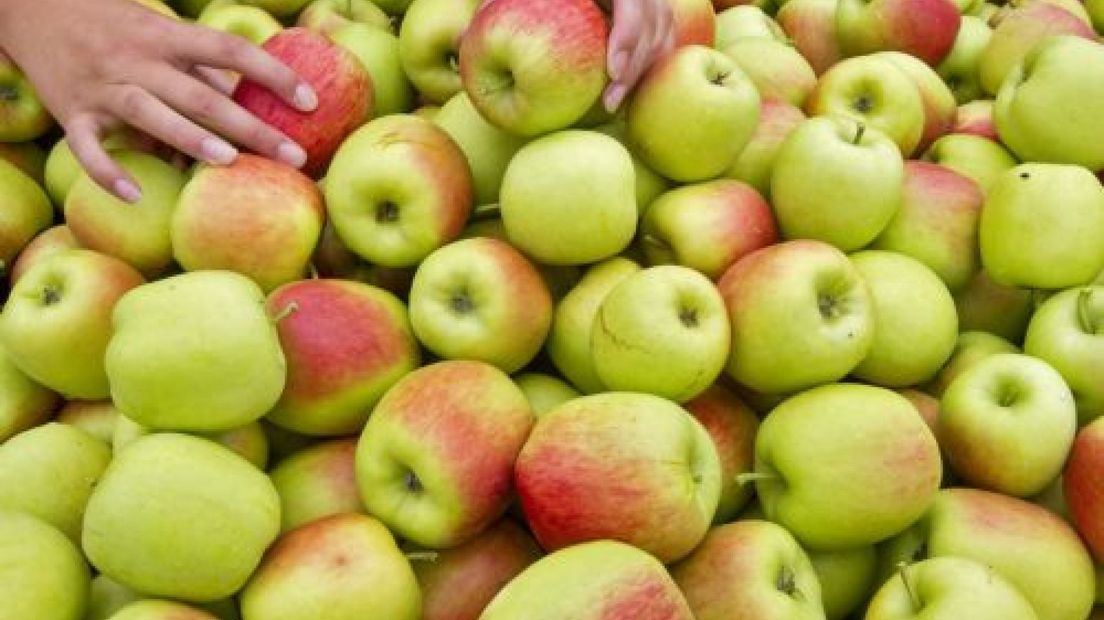 Betuwse appels- en perenkerstboom op kerkplein Ingen