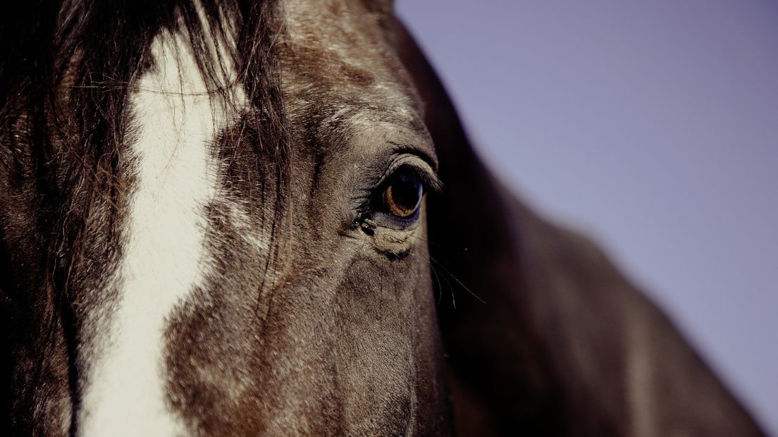 Bij Wanneperveen is een paard mishandeld (Rechten: Pixabay.com)