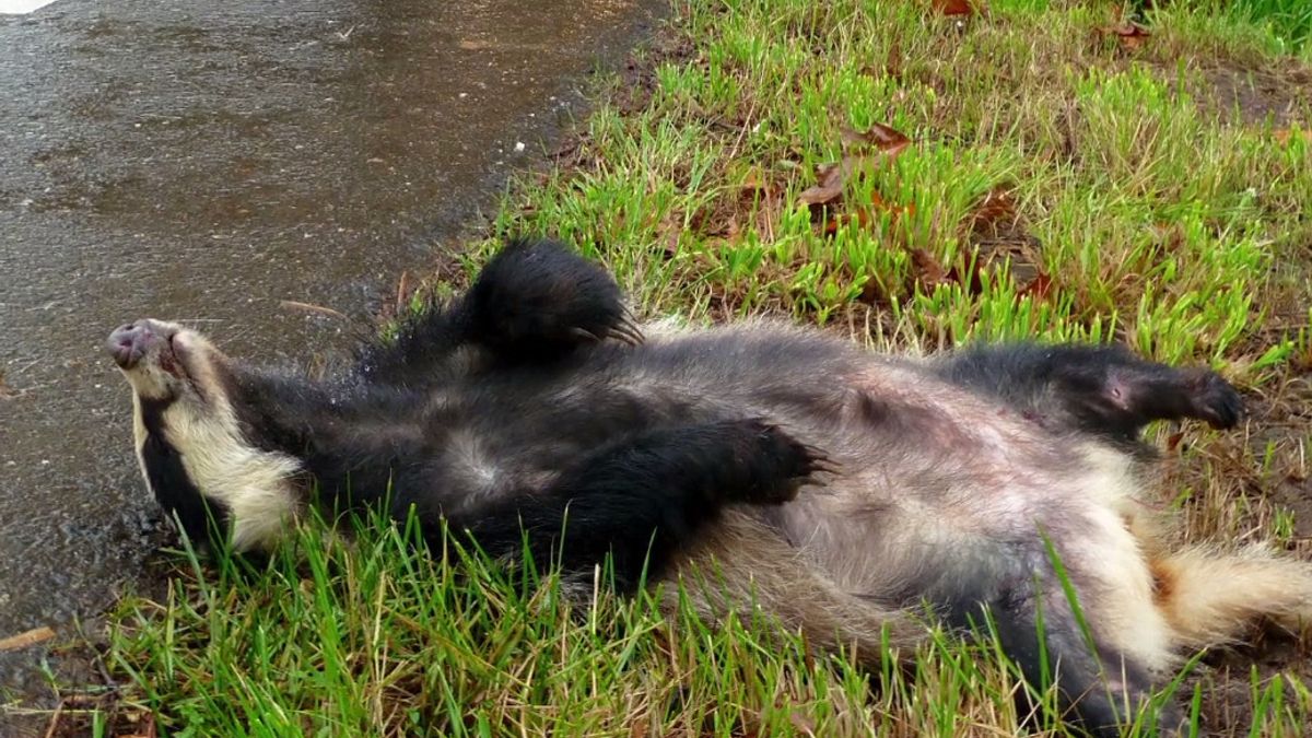 L1mburg Centraal: Dodenweg voor dassen ligt tussen Linne en Sint Odiliënberg