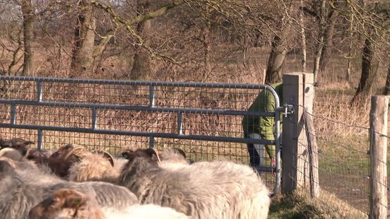 Herders van Balloo stoppen na 45 jaar, maar verdriet overheerst