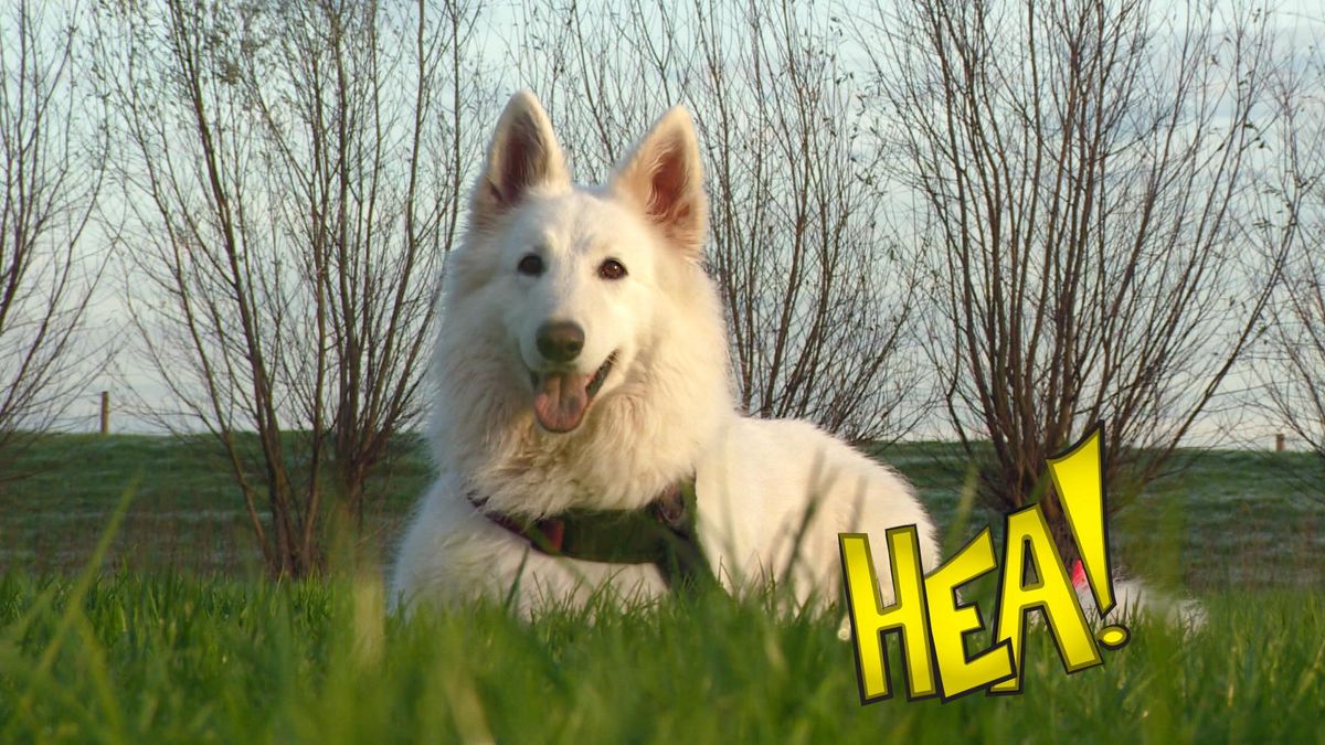 HEA! Honden en baasjes in training