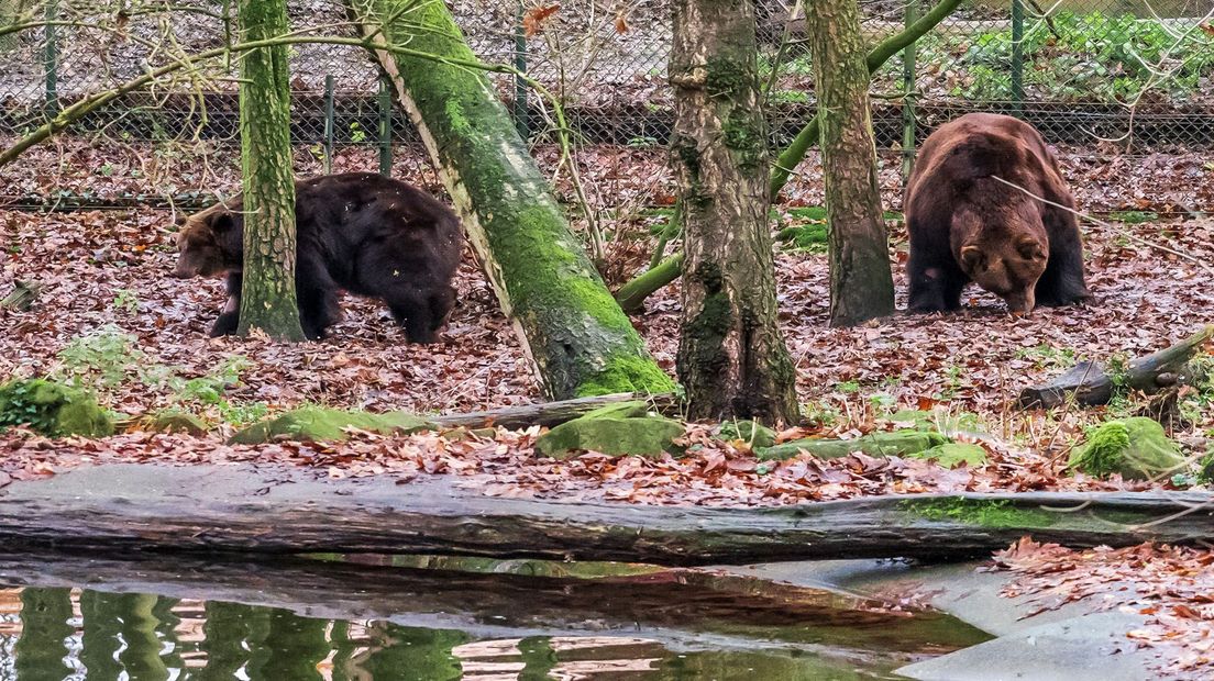 Na een maand in quarantaine mochten de beren vrijdag ochtend naar buiten